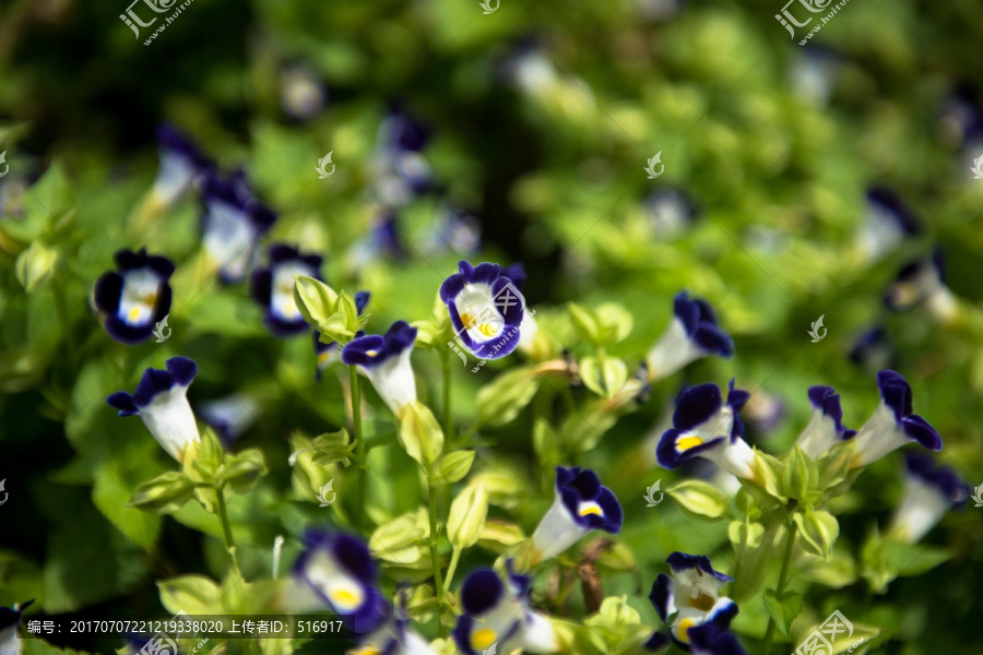 蓝猪耳,夏堇,花卉,美丽,植物