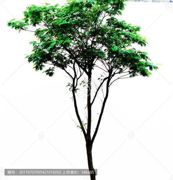 一株绿树