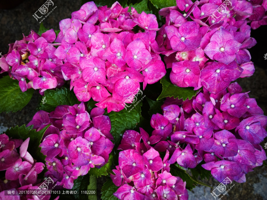 绣球,八仙花