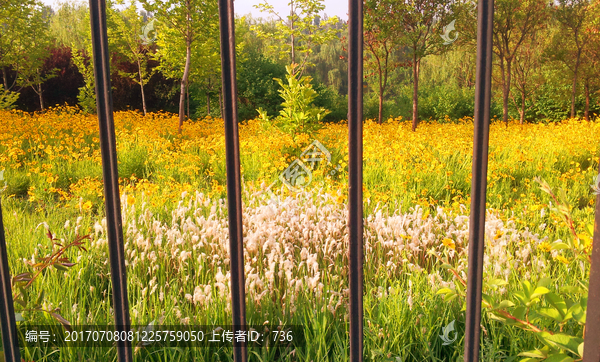 金鸡菊
