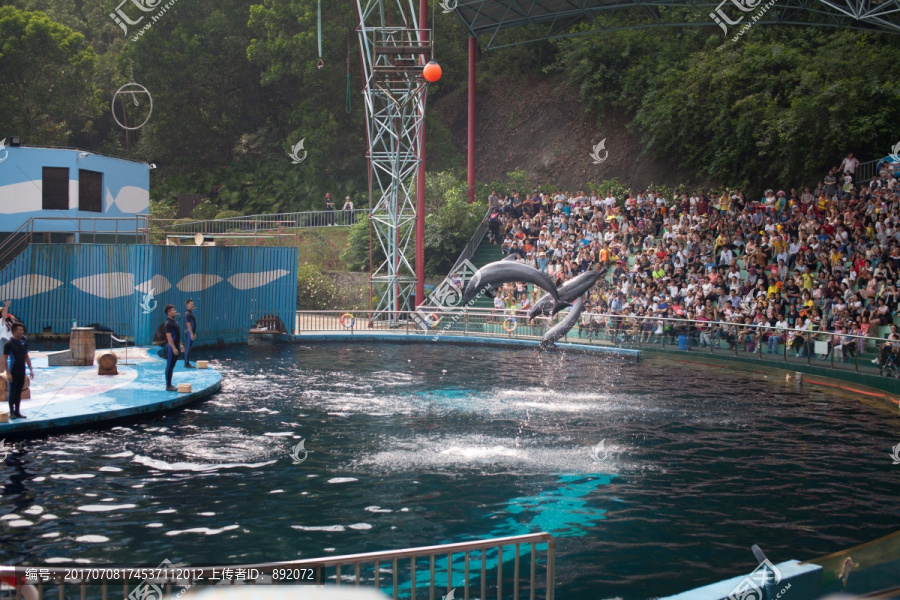 动物园,海豚表演