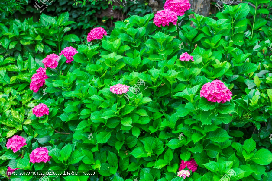 花草树木,琼花