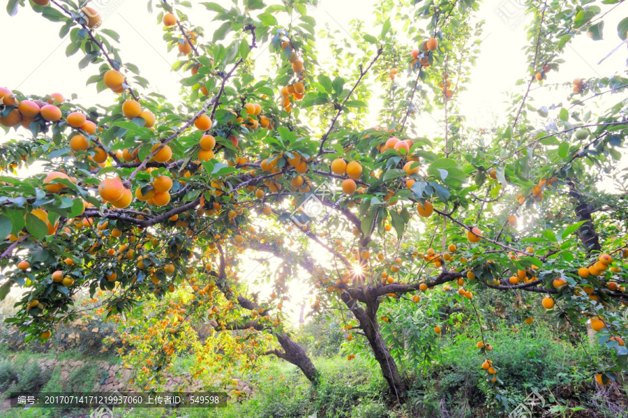 杏树种植素材照片高清大图