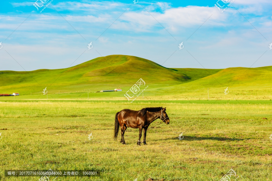 草原马,乌拉盖草原