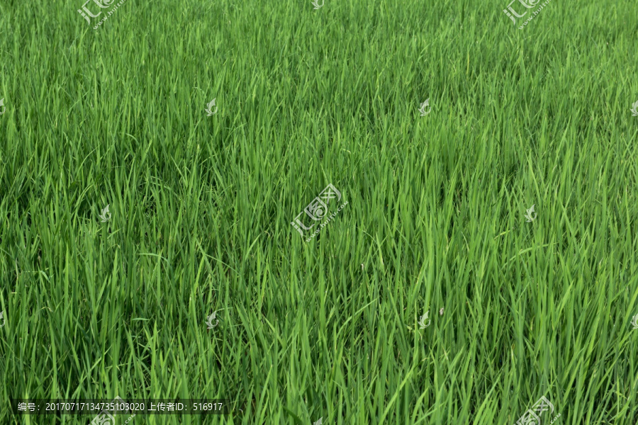水稻,水田,基本农田保护区