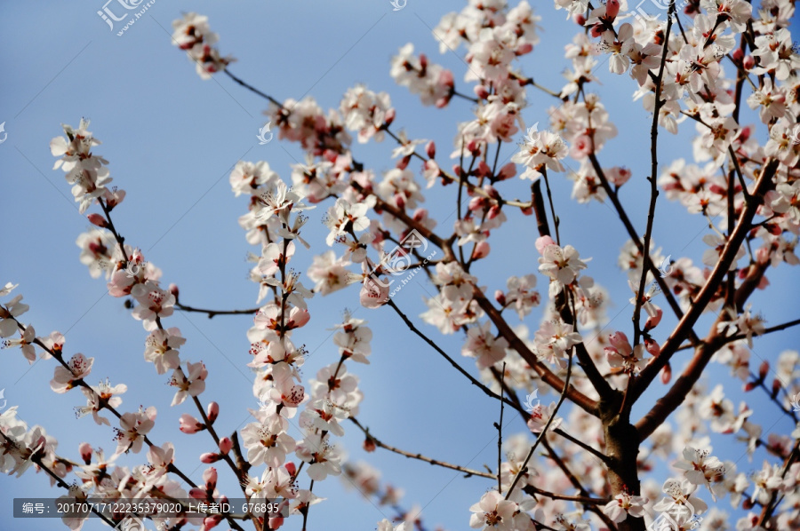 桃花素材