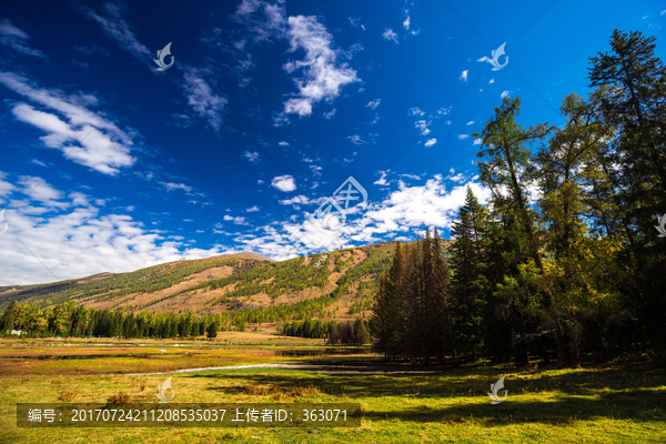 新疆喀纳斯湖畔秋景