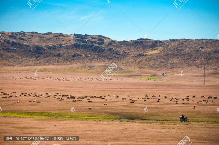 新疆阿勒泰草原上的羊群