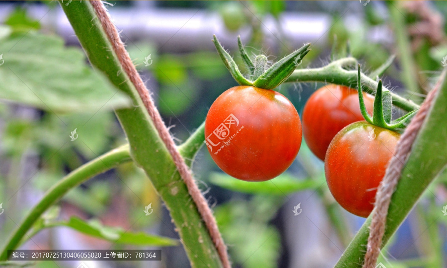 西红柿基地,番茄种植基地