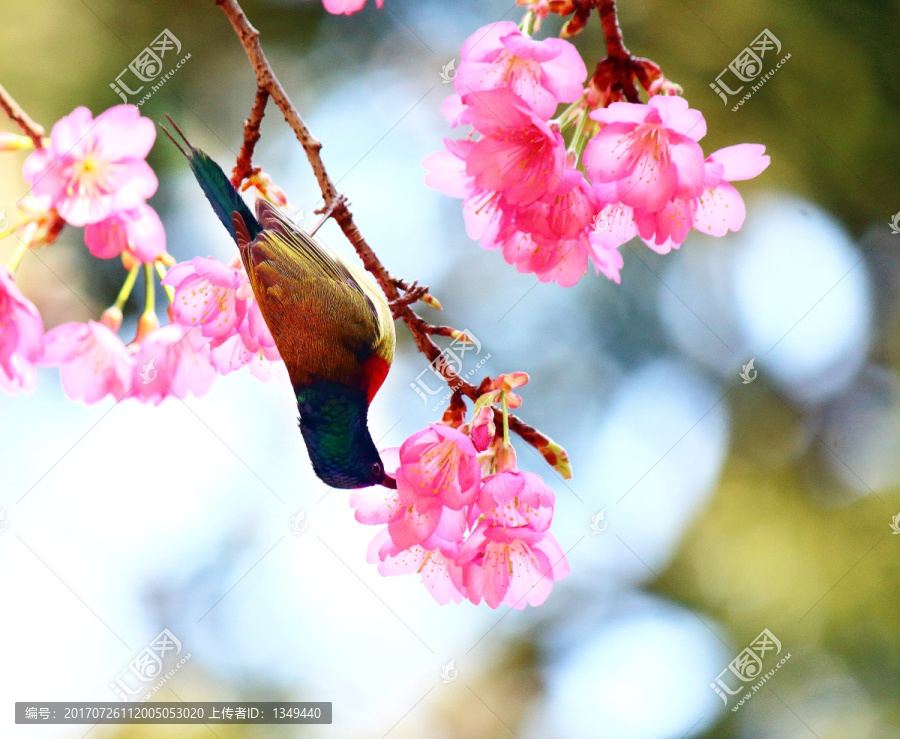 樱花与叉尾太阳鸟