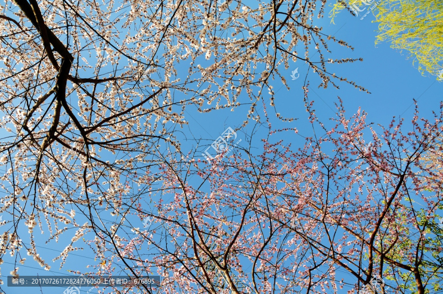 一春花开一锦天