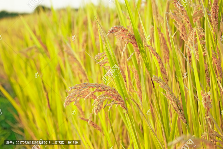 稻子,水稻,稻穗,稻田,稻谷