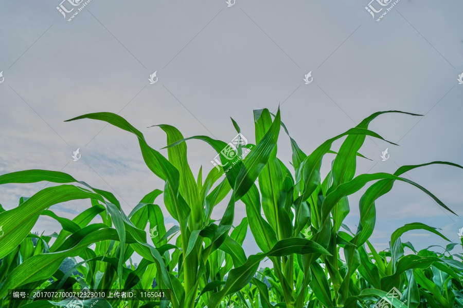 玉米地,高清大图