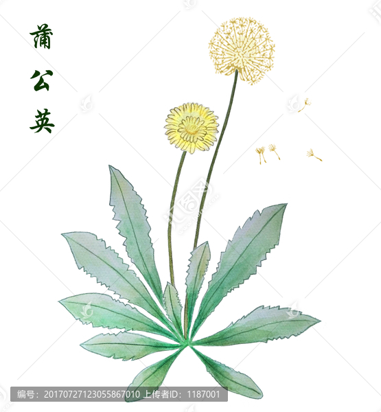 手绘水彩花卉花草蒲公英