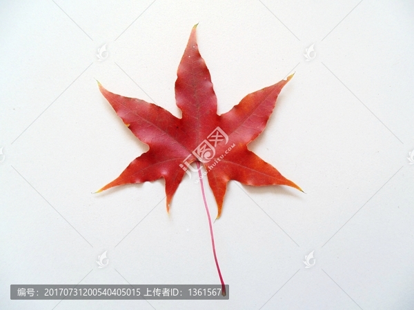 枫叶底纹,枫叶特写