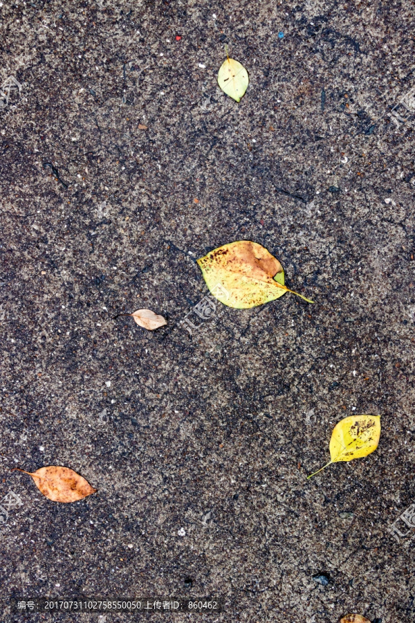 黄色树叶,雨后
