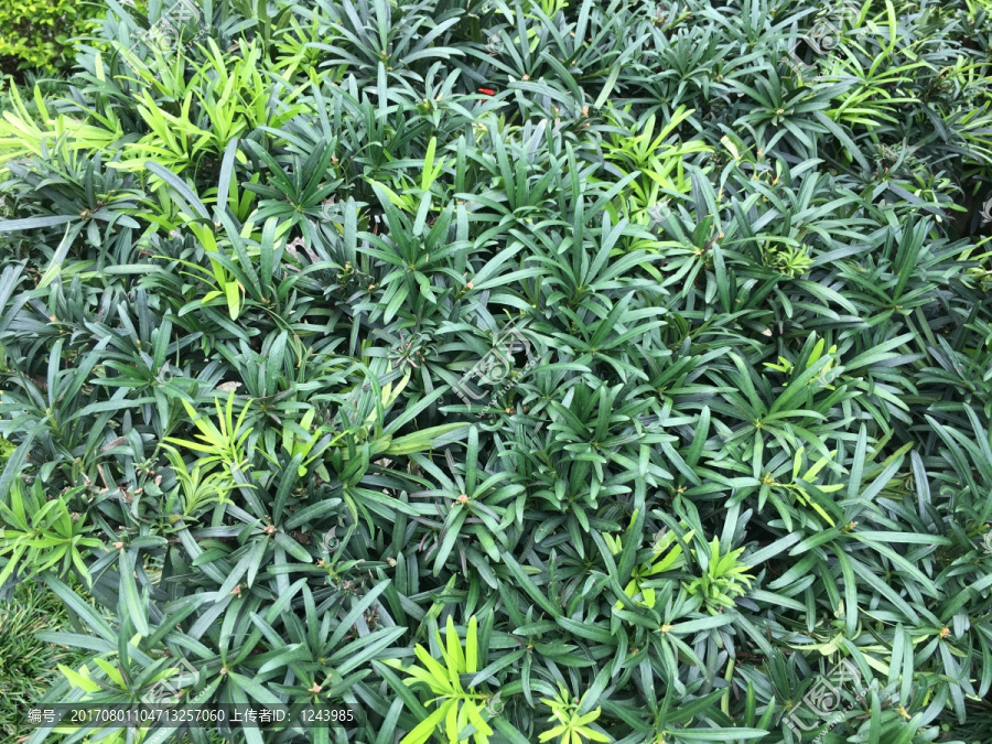 绿色植物