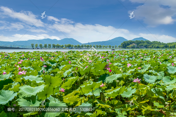 西湖风光