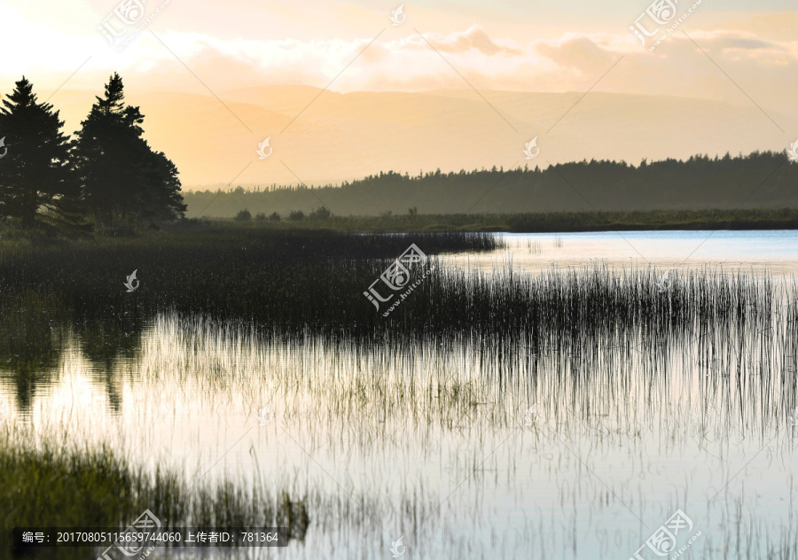 湿地景观