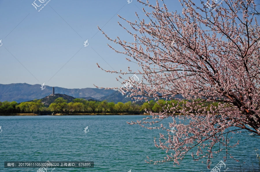 西堤春花开