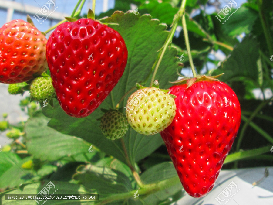 红草莓素材,高清草莓果