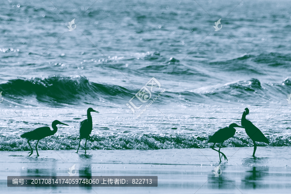 海鸟天堂