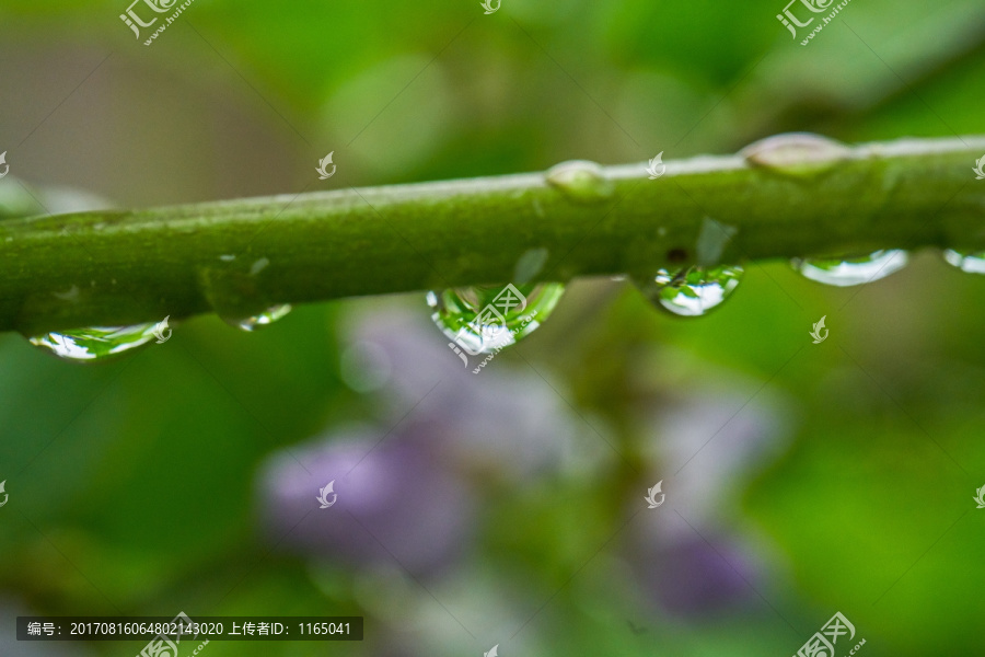 植物水珠,微距高清