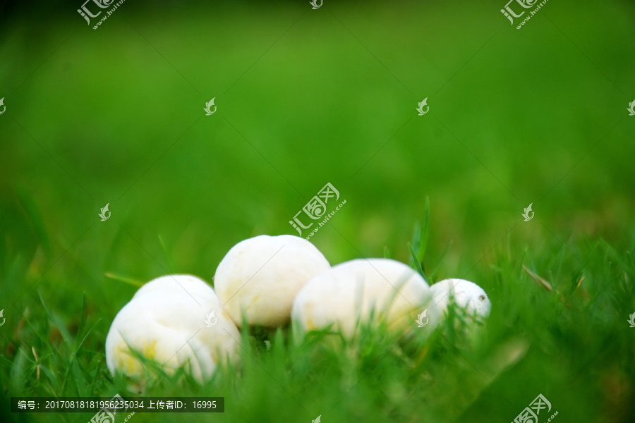 绿色小蘑菇
