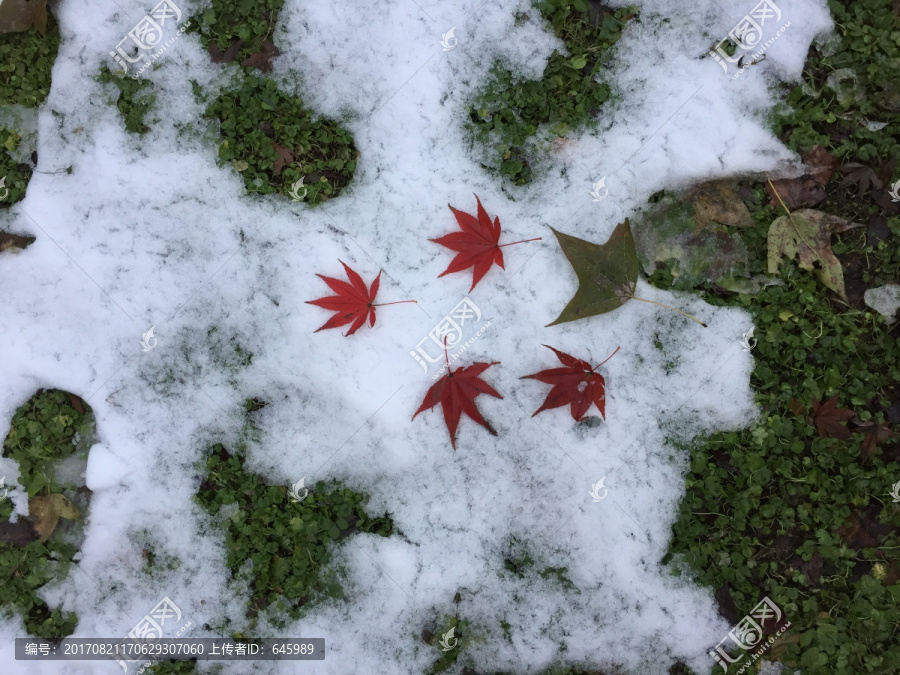 雪地红枫叶