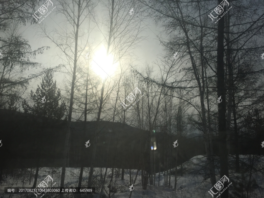 雪地干树枝