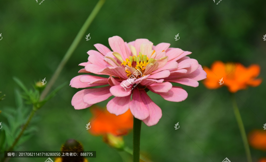 粉色百日草花朵