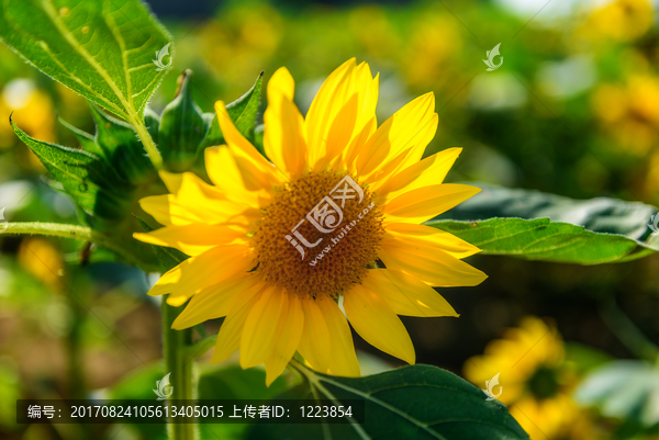 向日葵