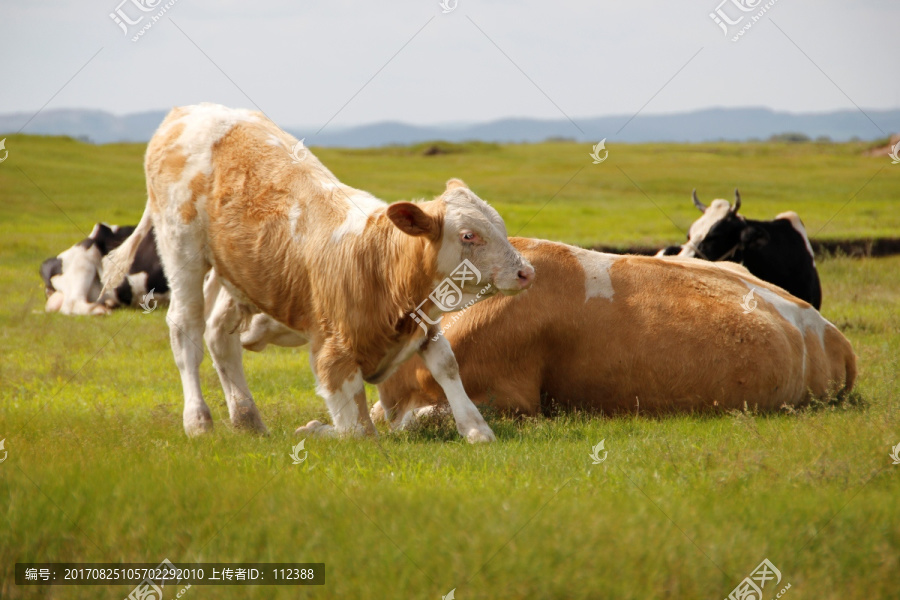 黄牛,奶牛,黑白花奶牛,小牛