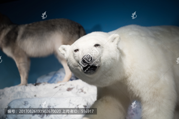 北极熊,北极熊标本,北,熊,自
