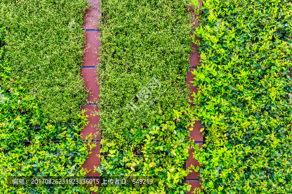 红砖墙,植物墙