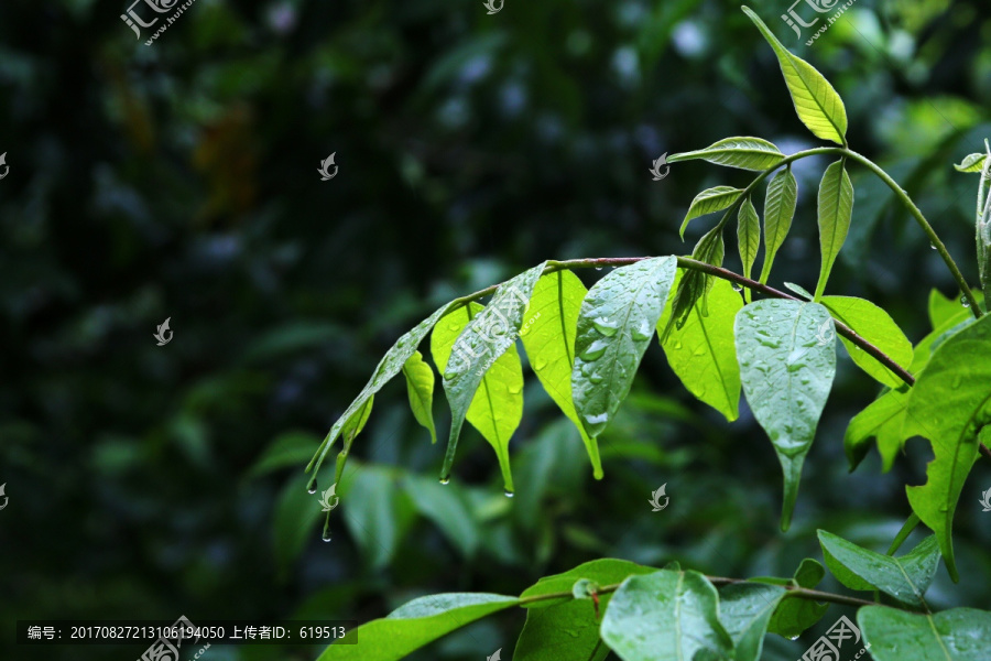 雨中绿叶