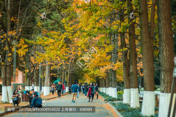 云南昆明大学枫叶美景