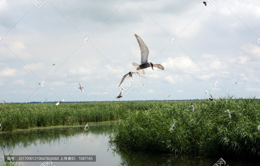 湿地飞行的海鸥