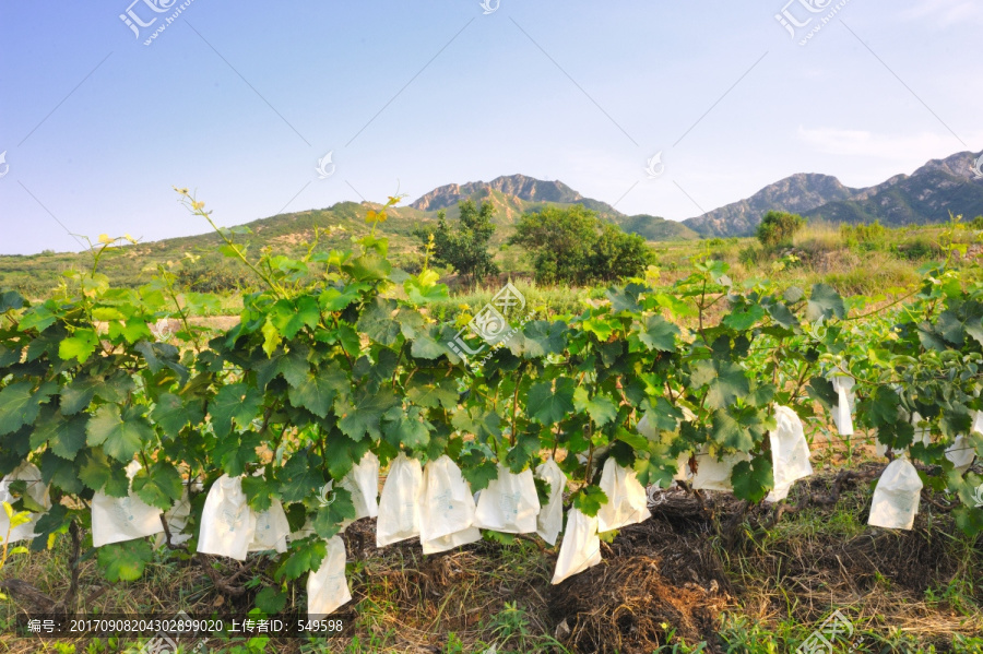 葡萄种植素材照片