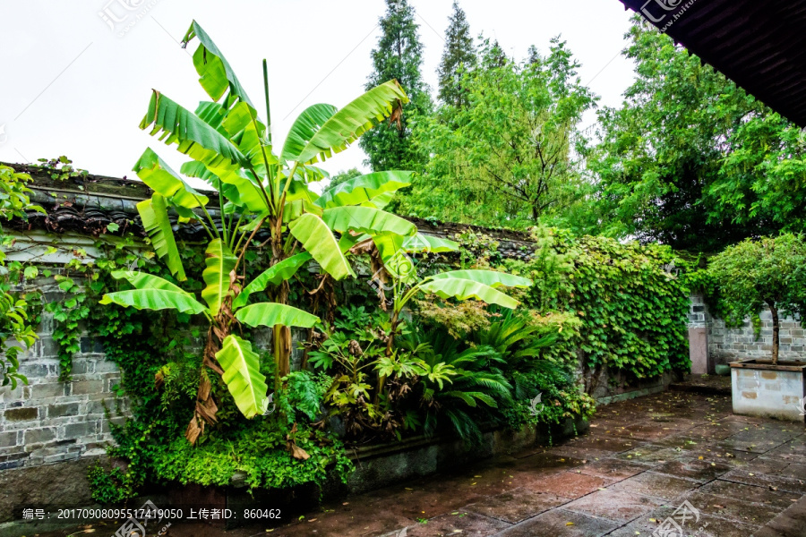 雨后庭院,庭院绿色,香蕉树