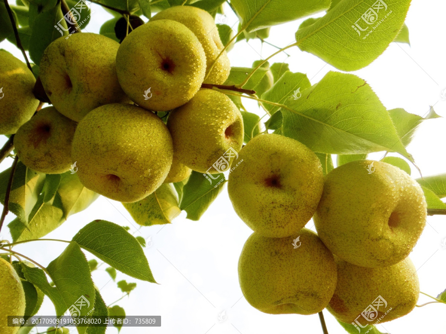 砀山酥梨树水果