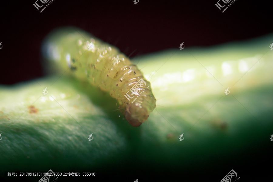 大青虫,菜虫,显微摄影