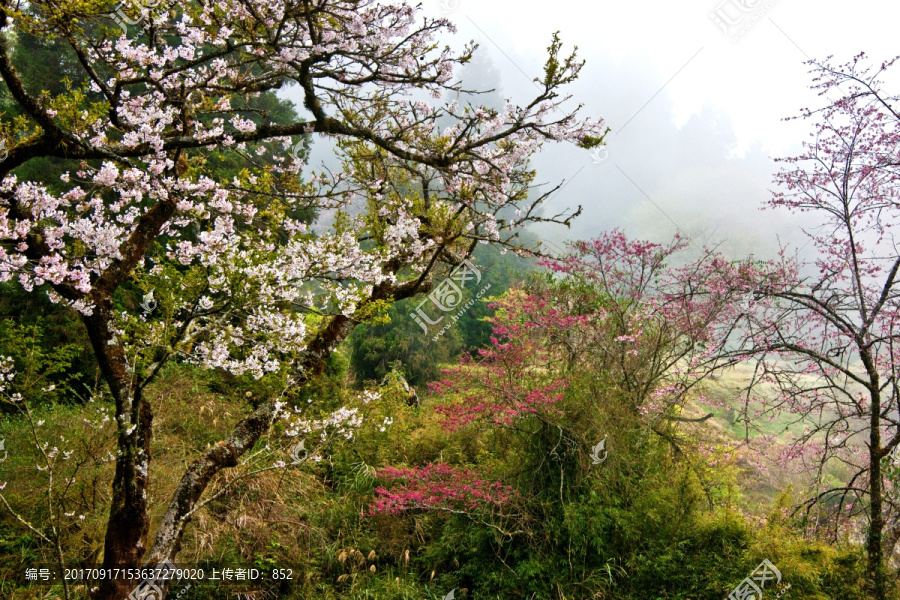 森林野花