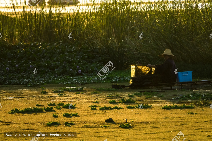 夕阳下滇池湿地渔夫