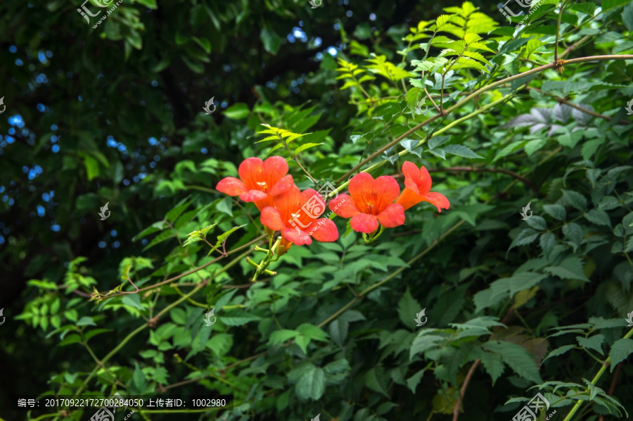 凌霄花