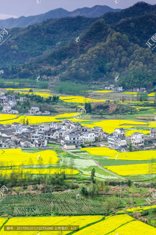 柯村油菜花