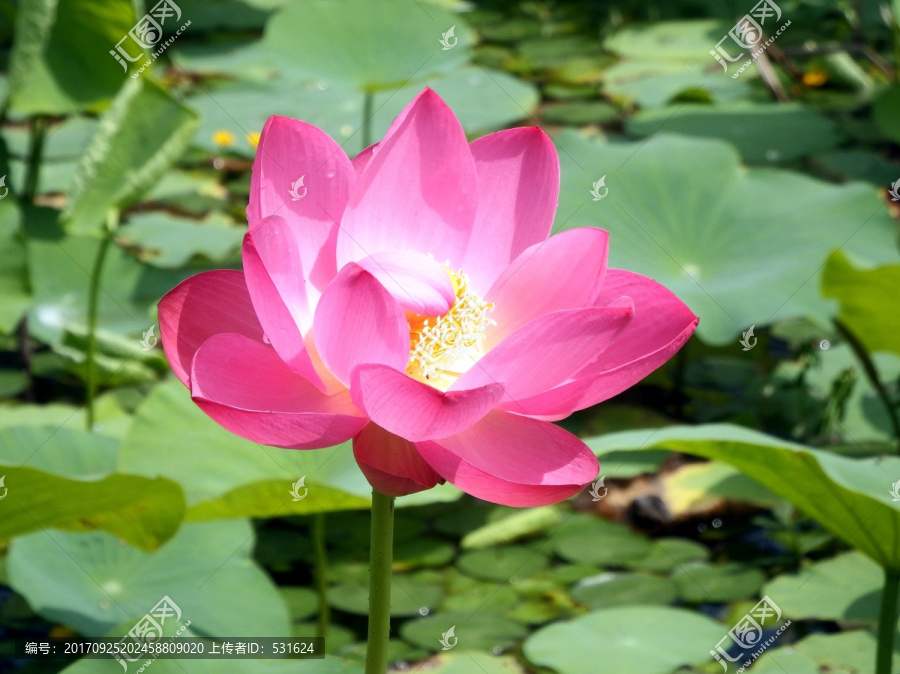 荷花