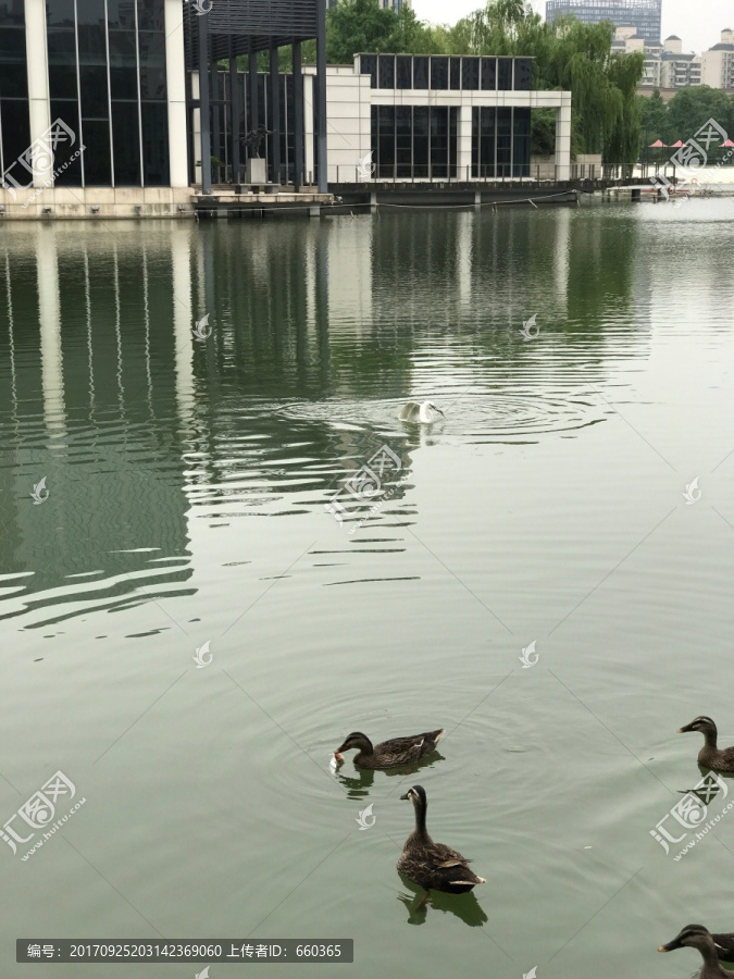 白鹭飞,城市生态环境