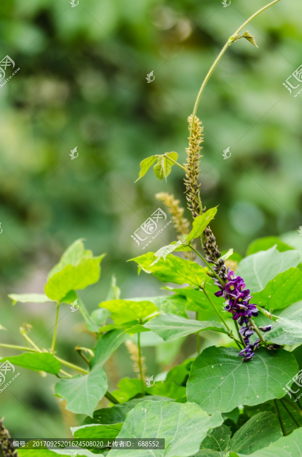 葛藤花