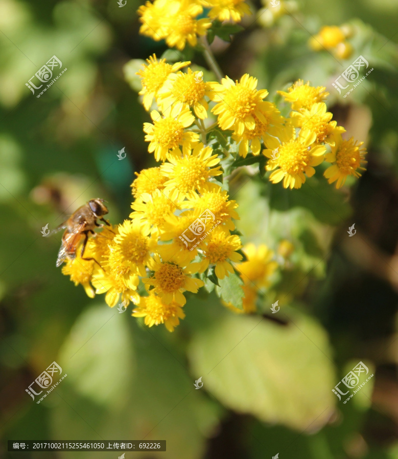 蜂花恋